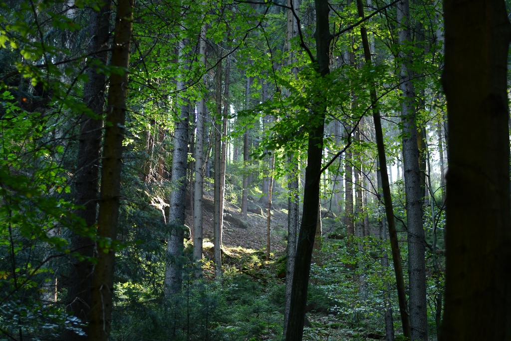 2018-10 Prague/Sächsische Schweiz/DSC_5663.JPG